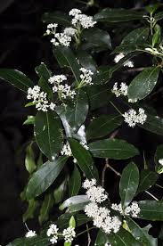Image result for Rutaceae
