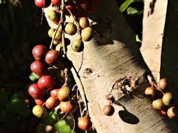 Image result for Ficus sur