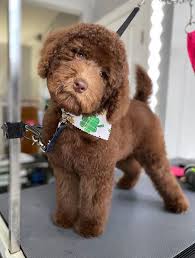 The goldendoodle teddy bear cut: Black Goldendoodle Teddy Bear Cut Pin On Goldendoodle Help My Doodle Has Mats Sofyansauridemisi