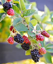 Black raspberries make the most amazing and healthy black raspberry smoothies, muffins, cakes, pies, desserts, crumble, jams and much more! How To Grow Raspberries Better Homes Gardens