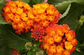Top 10 Drought Tolerant Plants Lantana Drought Tolerant Plants Drought Resistant Plants Drought Tolerant Garden