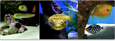 They are interesting for their behaviour or showiness or both. Tong S Tropical Fish Fountain Valley Ca Pet Store Facebook