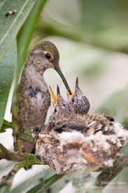 Check spelling or type a new query. Baby Hummingbirds Annas Hummingbird Hummingbird