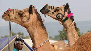 There are clear cut directions from the office of dgp, uttar pradesh, to curb illegal. The Secret To Saving India S Plummeting Camel Population Legalize Their Slaughter The World From Prx