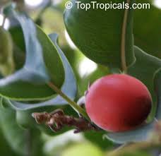 Image result for Mimusops