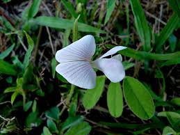 Image result for Tephrosia polystachya