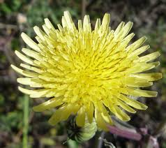 Image result for Sonchus asper