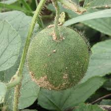 Image result for Cucumis hirsutus