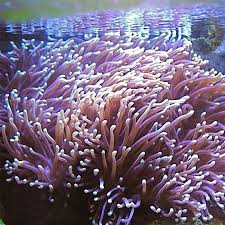 Image result for Heteranthoecia