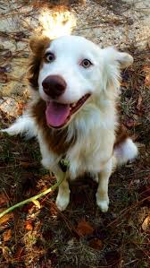 My Favorite Smile Beautiful Dogs Best Dog Breeds Cute Puppy Pictures