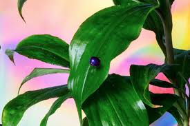 Image result for Pollia condensata