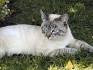 All About the Lynx Point Siamese Cats! Siamese of day