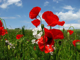 Maybe you would like to learn more about one of these? Flowers Red Sky Blue Beautiful Nature Meadow Flowers Poppies Color Flower Pattern Desktop Steemit