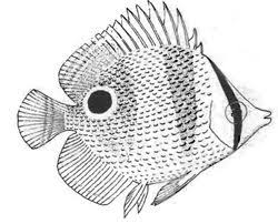 Black And Yellow Fish Drawing Butterfly Fish Could Do This With Some Yellow In It Too Jrenner16 Ocean Crafts Butterfly Fish Screen Printing