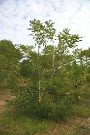 Image result for Ateleia herbert-smithii