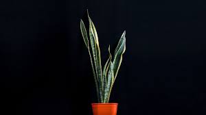 It is tolerant of low lighting, high lighting there are variations of the plant that encompass sage and tea green hues, adding to its gorgeous. The Inspector 7 Houseplants That Thrive In Low Light