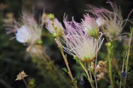 Image result for Chasmopodium purpurascens