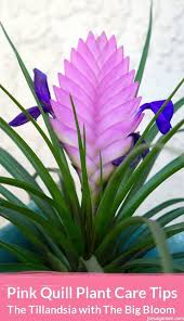 In the wild, they typically grow on trees as epiphytes. Pink Quill Plant Care Tips The Tillandsia With Big Bloom