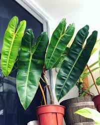 Philodendron Billietiae I Tried To Put Him In The Corner So All Leaves Would Turn Towards The Sun And Me It Works Plants Philodendron Garden Containers