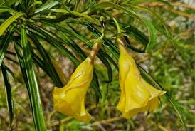 Image result for Cascabela