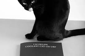 Image result for lolcats