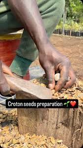 Image result for Croton megalocarpus