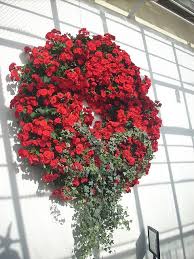 Lana Craddock (2213lane)