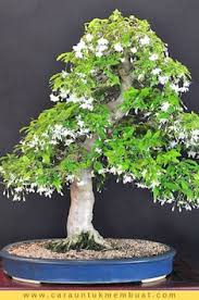 Biasanya tanaman bonsai dibuat sebagai miniatur dari bentuk asli pohon besar yang sudah tua di nah sekarang, tokopedia ingin memberikan kamu rekomendasi tanaman bonsai terbaik yang akan. 27 Ide Tanaman Bonsai Bunga Bonsai Tanaman Bunga