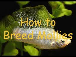 Molly (1999 film), an american film starring elisabeth shue. How To Breed Mollies Youtube