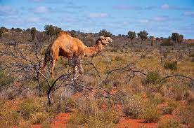 The giant meal is prepared by an arabic group called the bedouin, and they typically make the camel feast for weddings and other parties. What Do Camels Eat Worldatlas