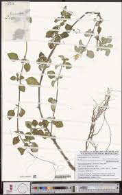 Image result for Heterotis decumbens