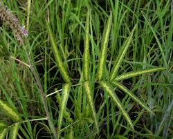 Image result for Uraria picta