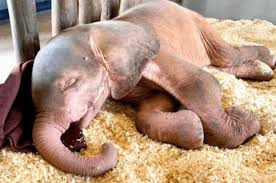 Innocent baby elephant caught in a snare suffers four unbearable days trapped there