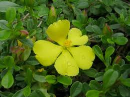 Image result for Dilleniaceae