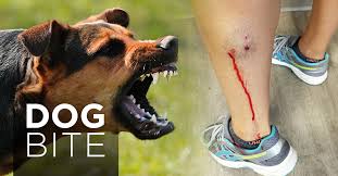 After 2 hours it will be a noticeable bump on your dog's skin. Dog Bite Liability Bowser Law