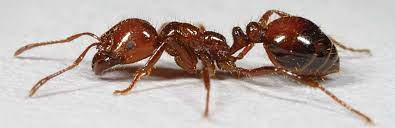Balancing Benefits And Damage From Fire Ants In Pastures The red imported fire ant's life is extremely organized.