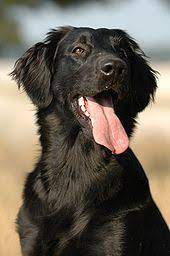Maybe you would like to learn more about one of these? Flat Coated Retriever Wikiwand