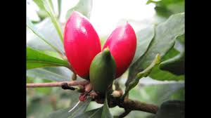This tree contains more vitamin c than an orange, more vitamin a than a carrot, more calcium than milk, and more potassium than a banana. Growing The Miracle Berry A Fruit That Makes Life Sweeter Youtube