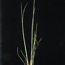 Image result for Pycreus aethiops