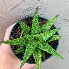 Image result for Leptoderris