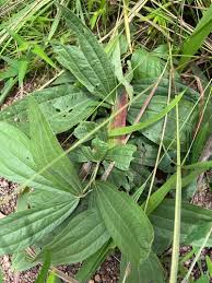 Image result for Dolichos trinervatus