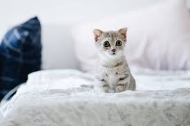 kedinizin duygularini anlamak kedi cute kittens sevimli kediler
