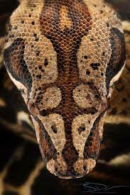 We Re Sorry Pet Snake Beautiful Snakes Reptiles And Amphibians