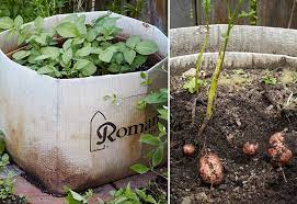 After the row of potatoes is placed, i then use my shovel to lift the soil from the sides of the potato row and place it on top. How To Plant Potatoes Garden Gate