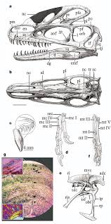Hotels.com | find cheap hotels and discounts when you book on hotels.com. A Basal Tyrannosauroid Dinosaur From The Late Jurassic Of China Nature