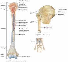 Blank bone diagram atamvalves co, diagram of a bone with labels wiring diagrams click, blank bone diagram tropicalspa co, human anatomy terms lovely medical long bone blank diagram data wiring diagram today. Long Bone Anatomy Structure Parts Function And Fracture Types