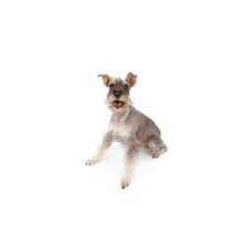 More miniature schnauzer puppies / dog breeders and puppies in ohio. Miniature Schnauzer Puppies Petland Grove City Oh