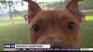 The Dog Who S Been At The Orange County Animal Shelter The Longest Now Has A New Home Rocket Has Been Adopted In 2020 Animal Shelter Dogs Animals