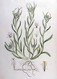 Image result for Pseudognaphalium luteo-album