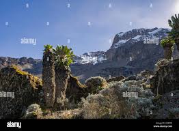 Image result for Cuscuta kilimanjari